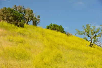 DSC_6433 (Large).JPG